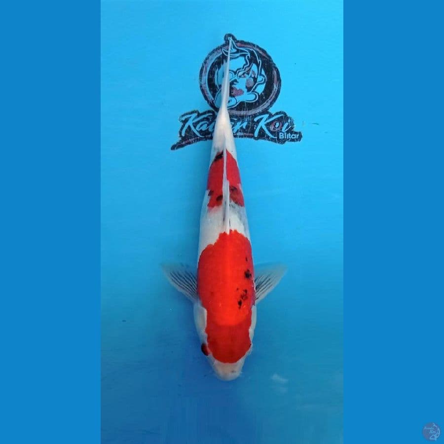KAISAR - KAGE SHOWA_36CM_JANTAN