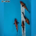 PAKET UTSURI 4 EKOR 22~24CM