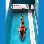 showa 38 cm