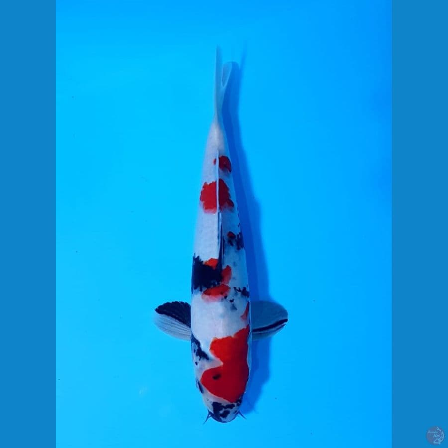 27cm