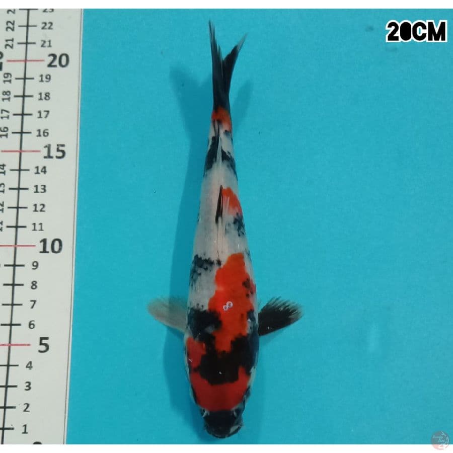 SHOWA 20CM