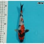 SHOWA 20CM