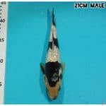 SHIRO GINRIN HQ 21CM/MALE