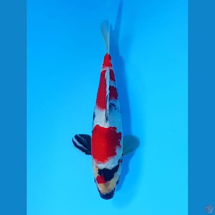 25cm