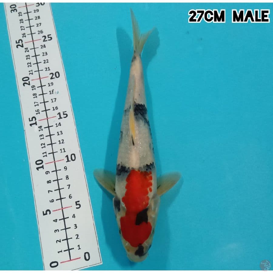TATEGOI KINDAI SHOWA 27CM/MALE