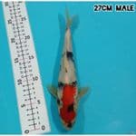 TATEGOI KINDAI SHOWA 27CM/MALE