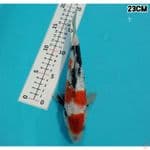 MARUTEN SHOWA GINRIN 23CM