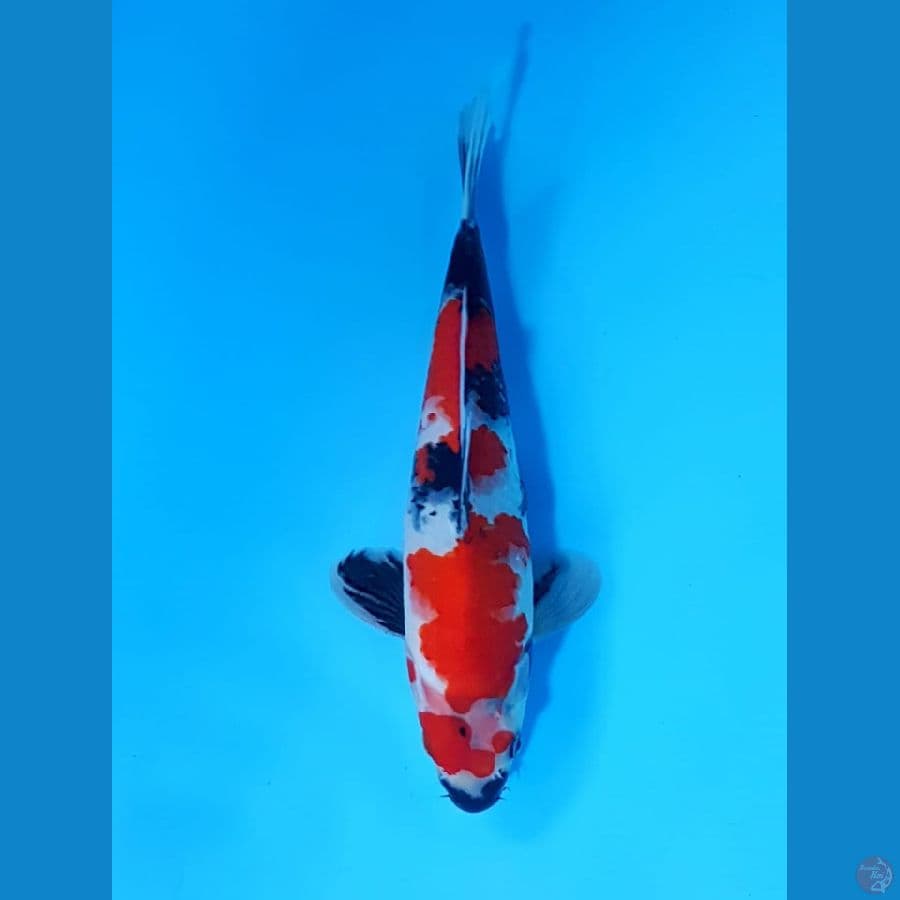 showa 35cm