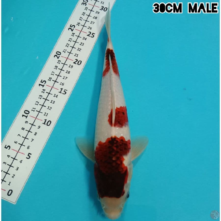 AI GOROMO 30CM/MALE