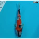 TATEGOI SHOWA 23CM