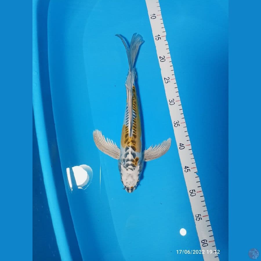 KUMPAY KIKO 35 CM