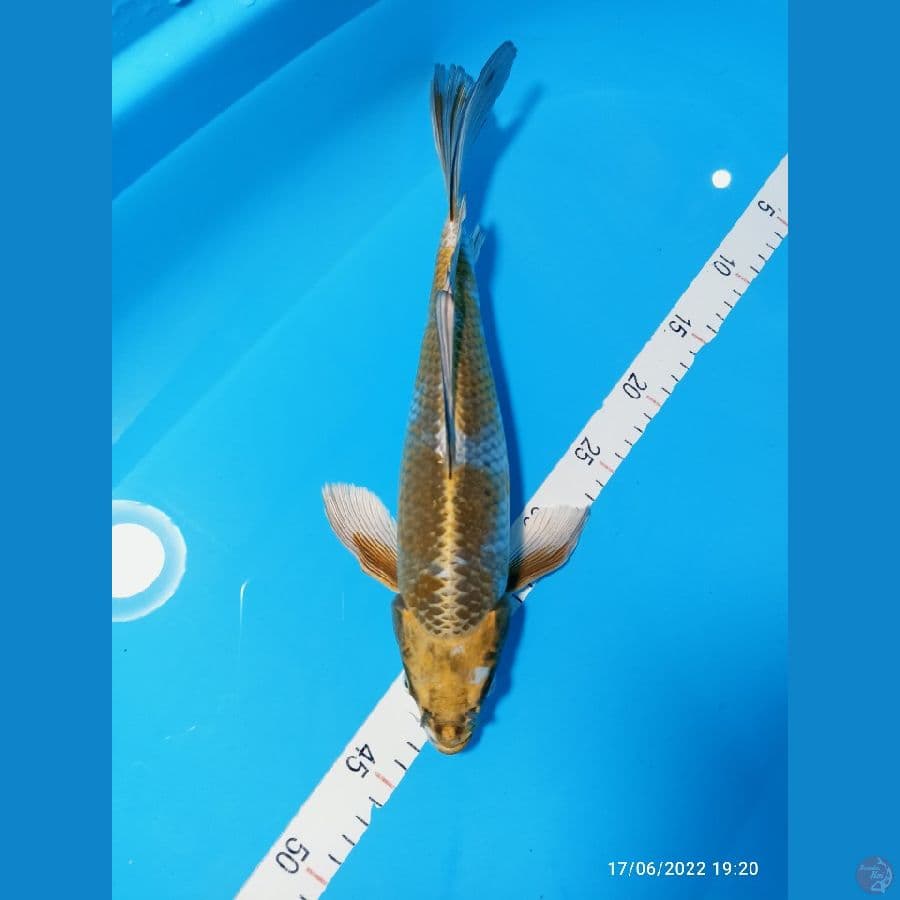 KUMPAY 36 cm