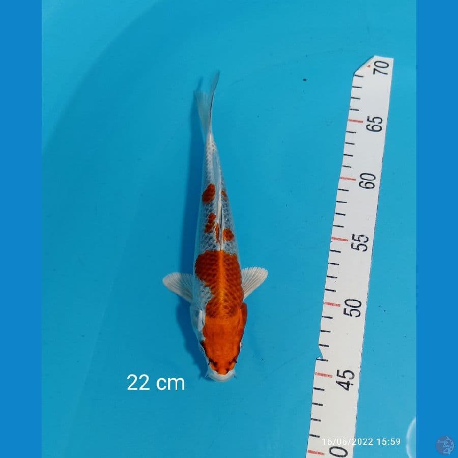 KUJAKU 22 CM