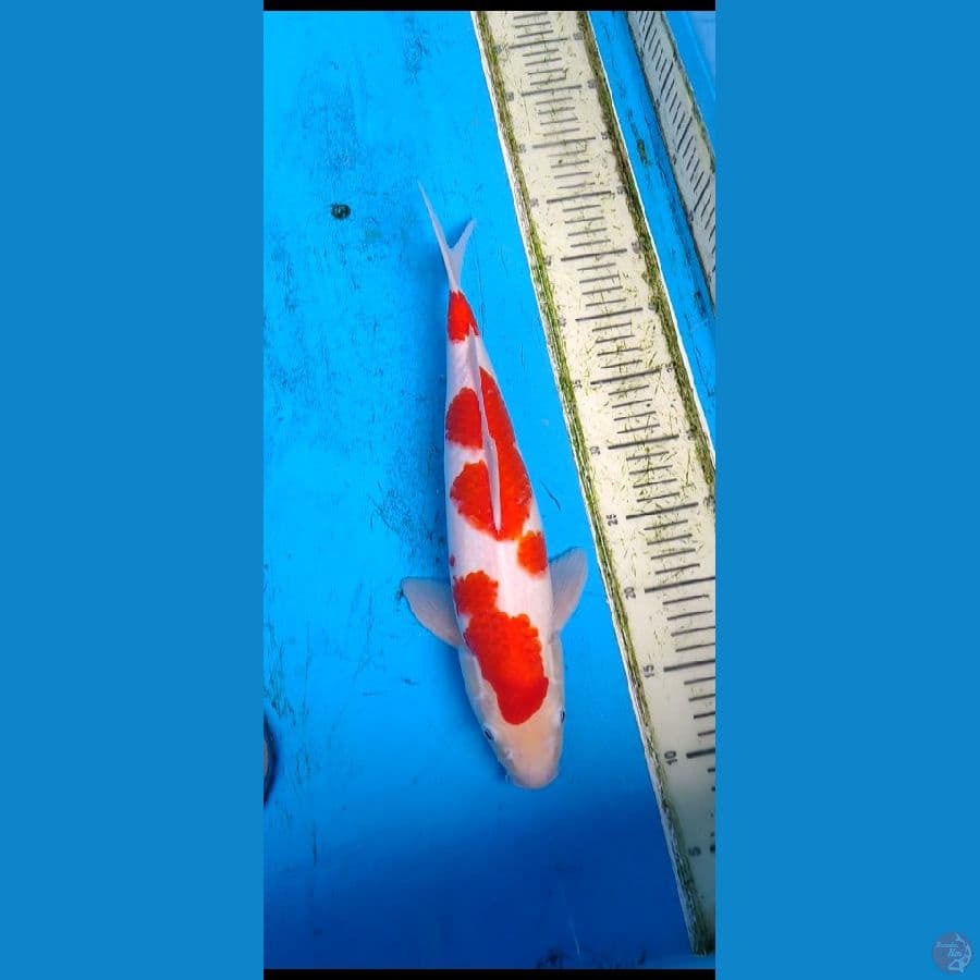 kohaku .... 41cm... jantan