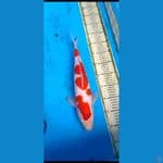kohaku .... 41cm... jantan
