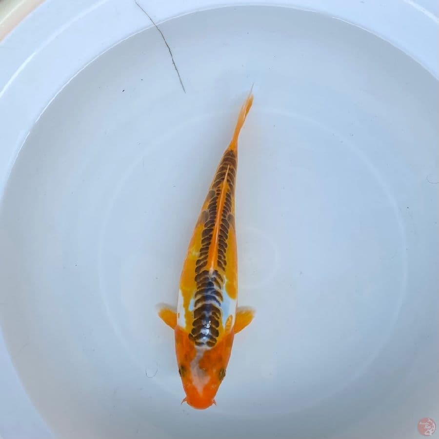 shusui 22cm