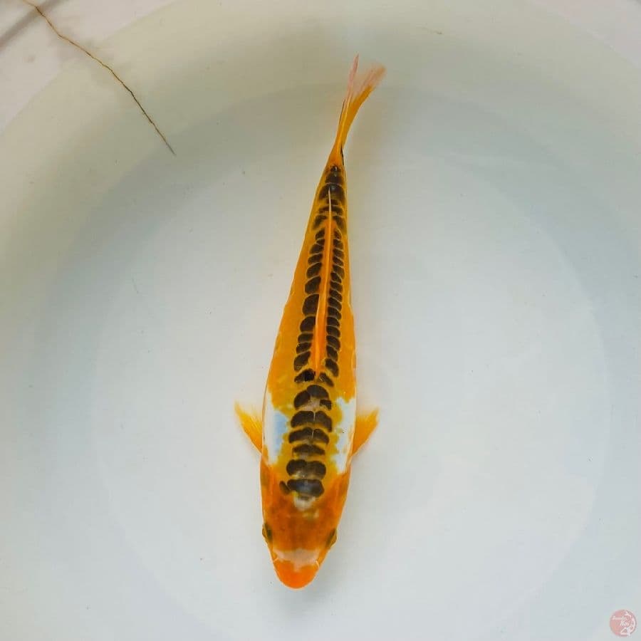 shusui 22cm