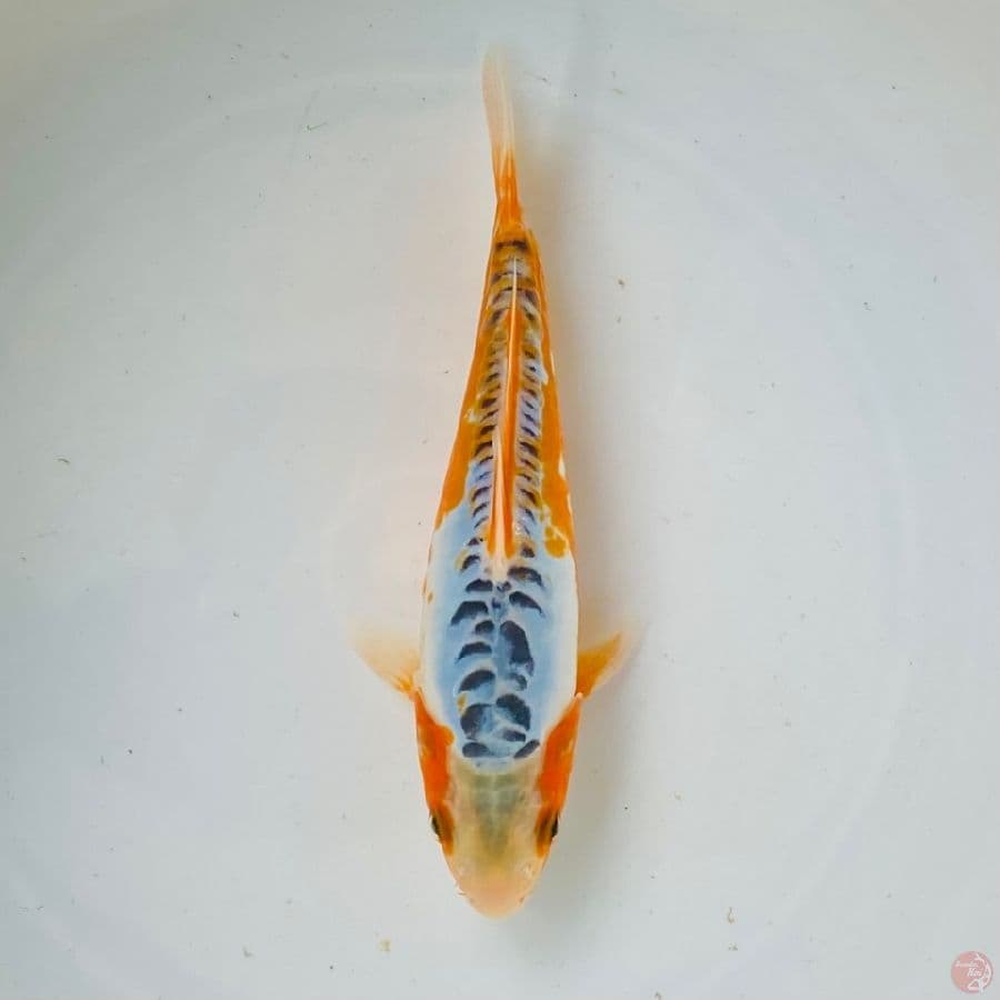 shusui 19cm