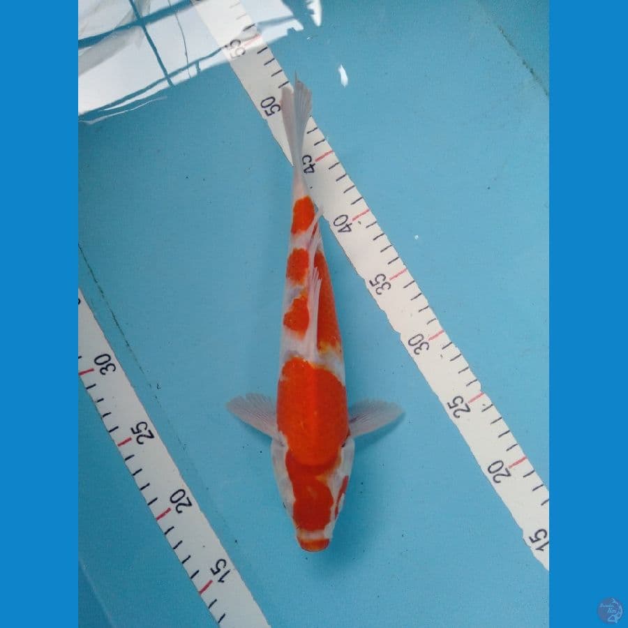 Kohaku Cut Kering