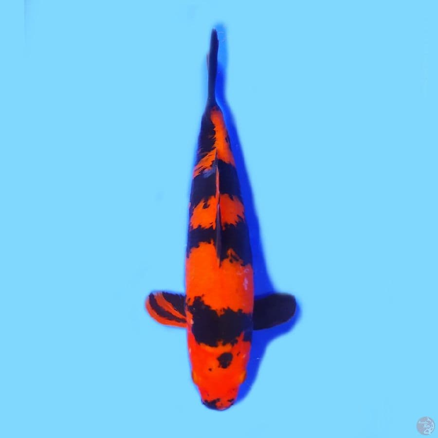 Hi Utsuri 26cm HQ