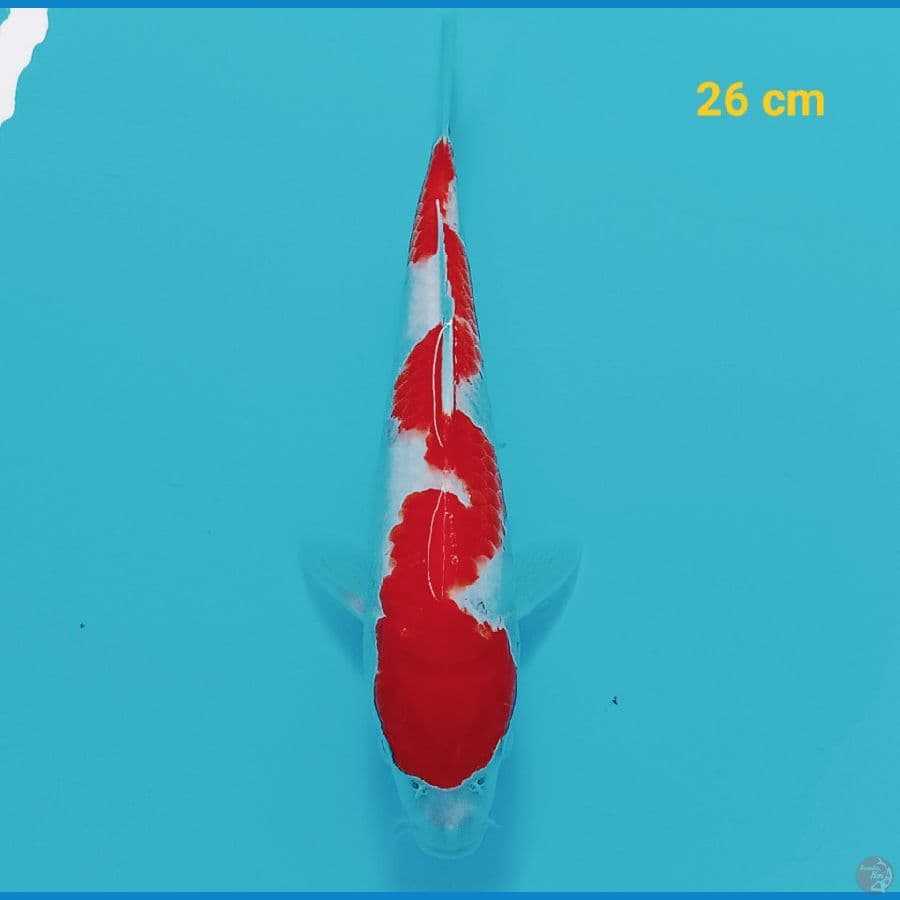 Inazuma 26 cm