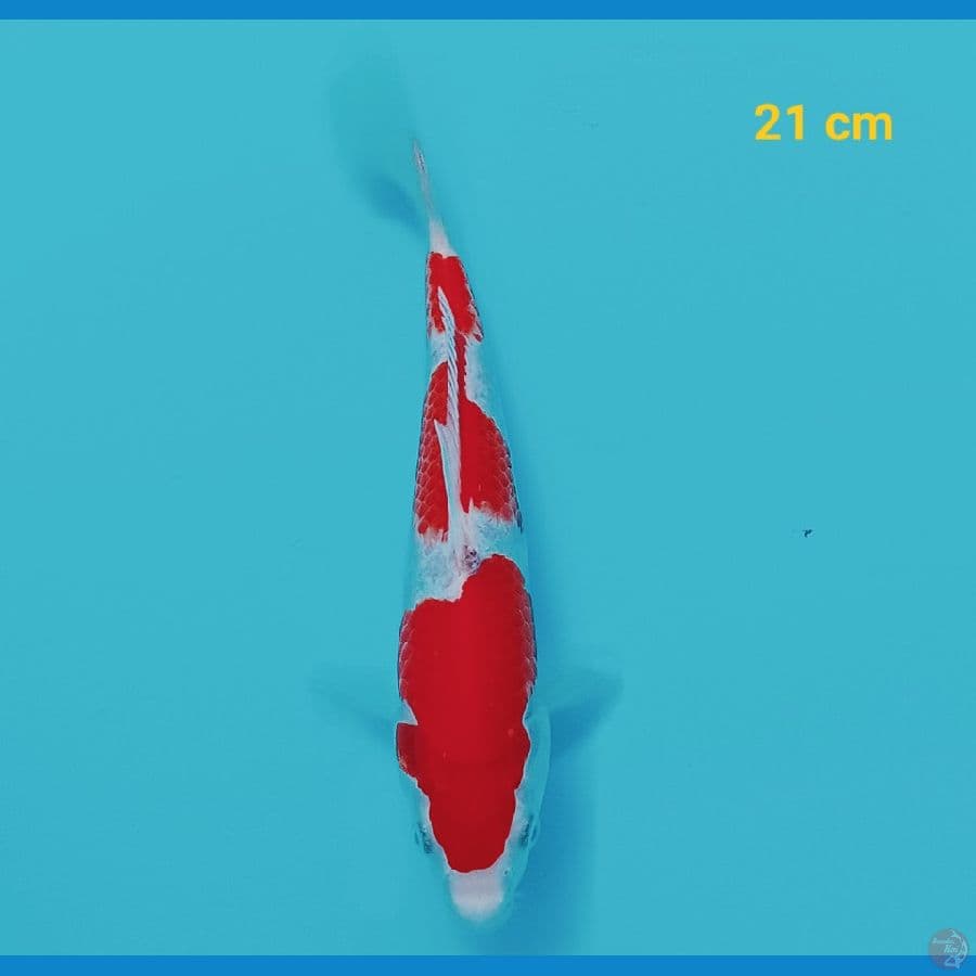 sandan 21 cm