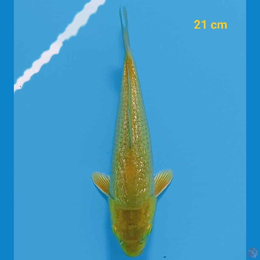 Midori ginrin 21 cm
