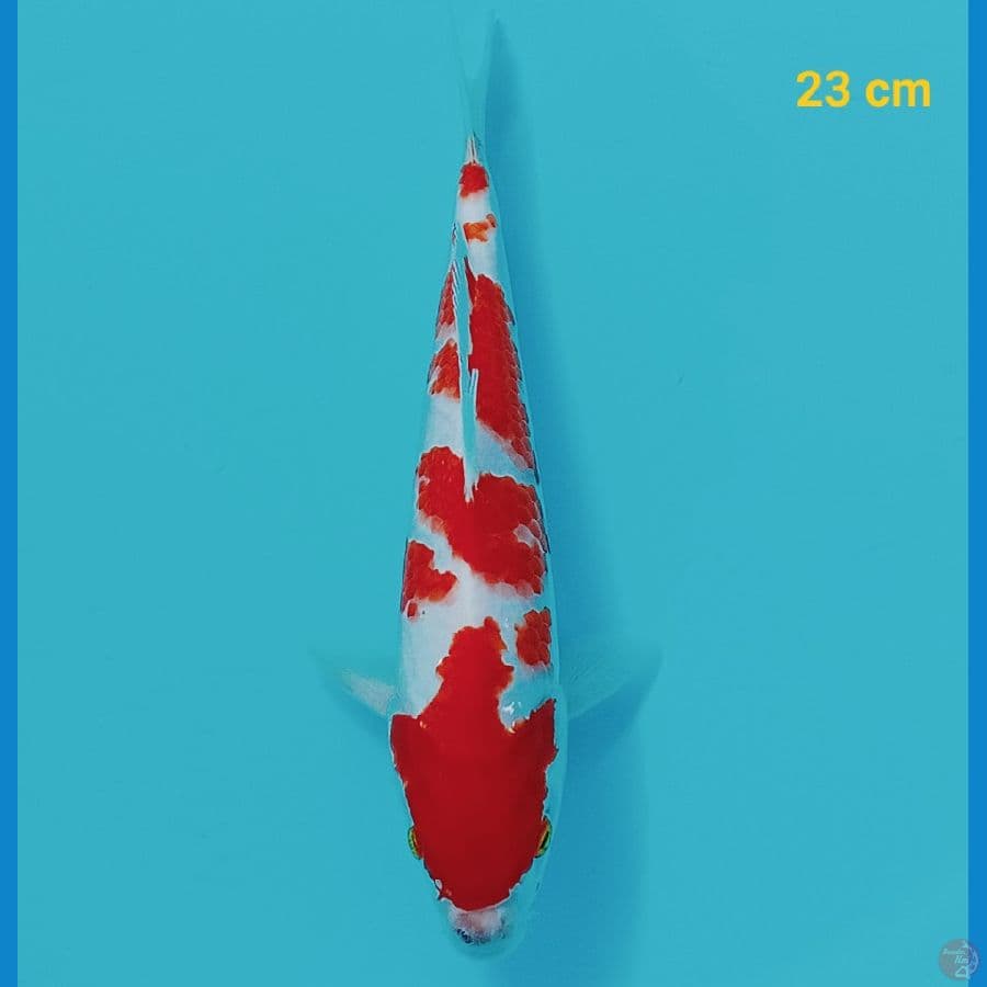 Kohaku 23 cm