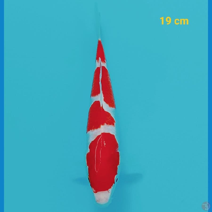 Kohaku 19 cm