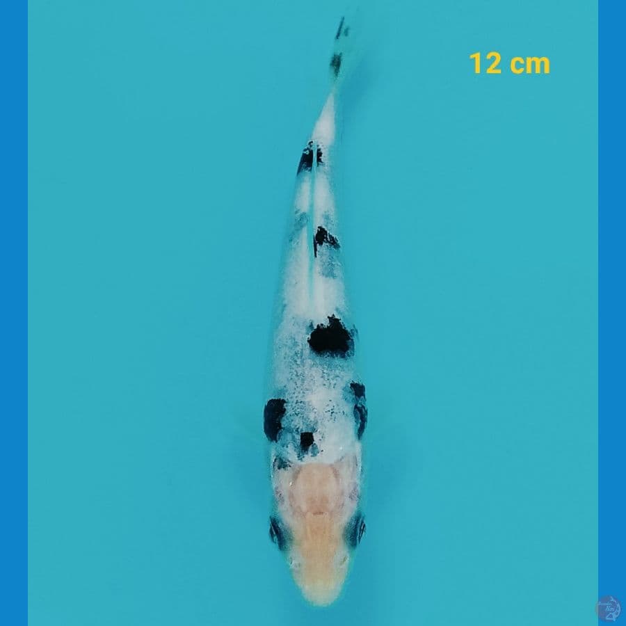 Bekko 12 cm