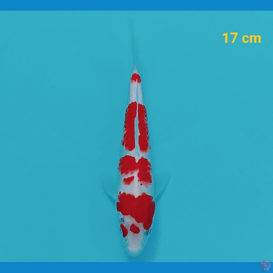 Kohaku 17 cm