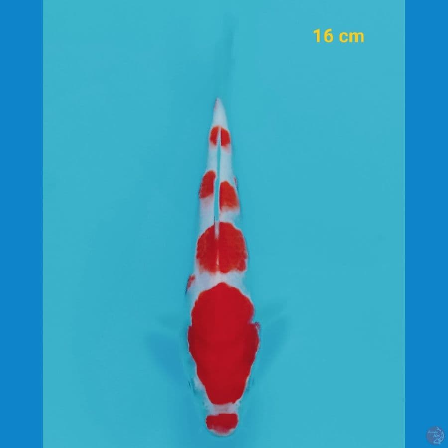 Kohaku 16 cm