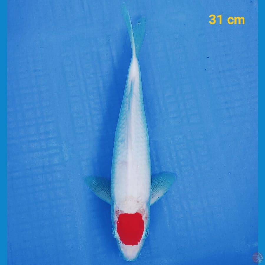 Tancho 31 cm
