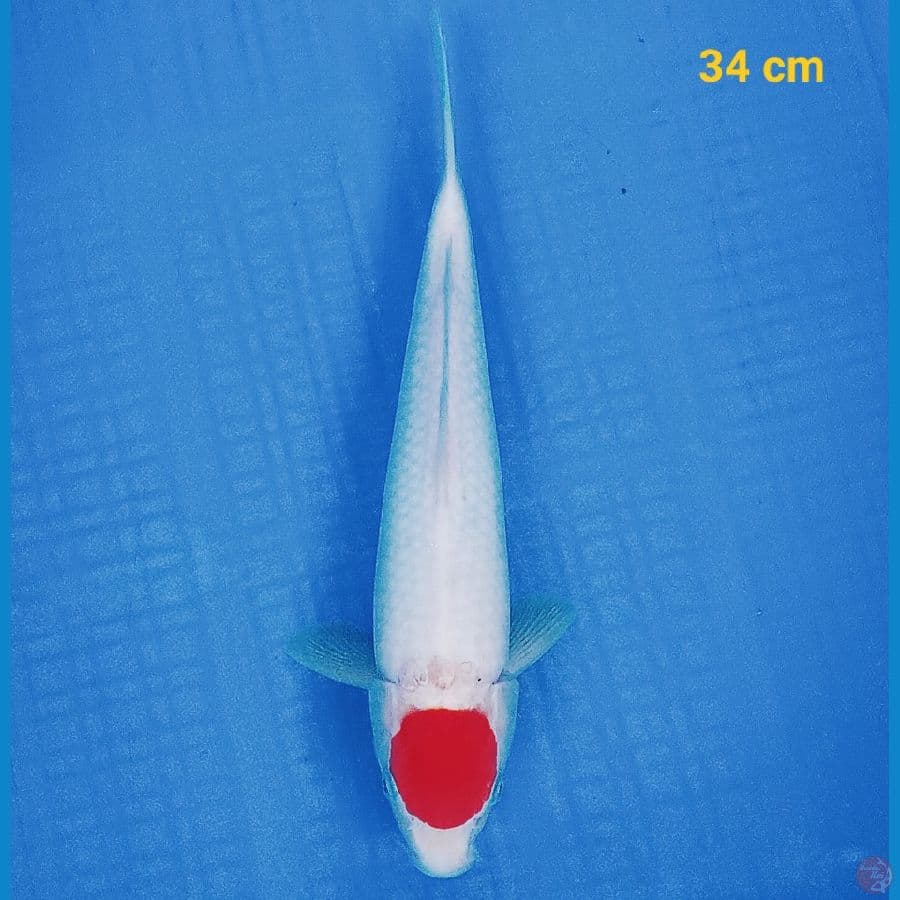 Tancho 34 cm