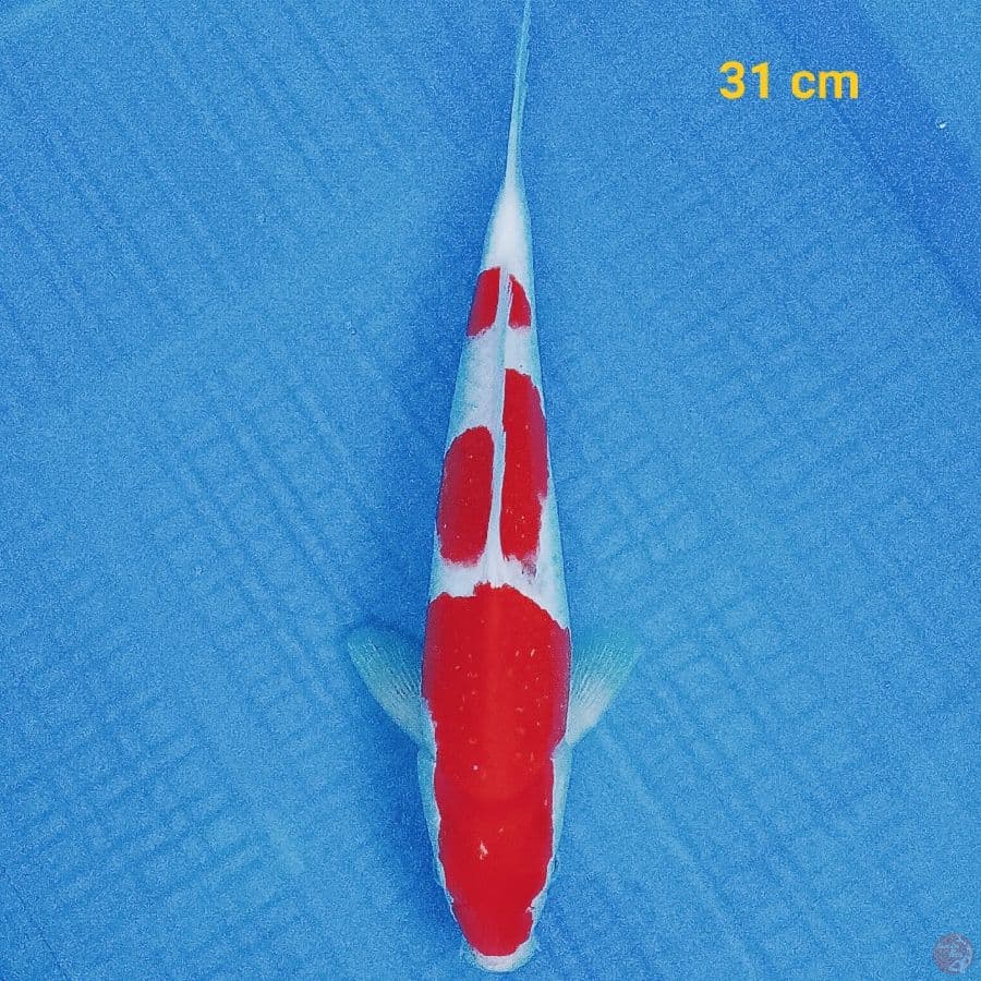 sandan 31 cm