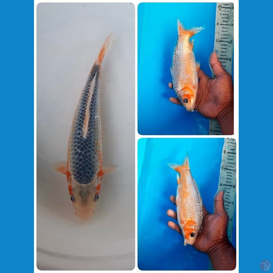 asagi 23cm