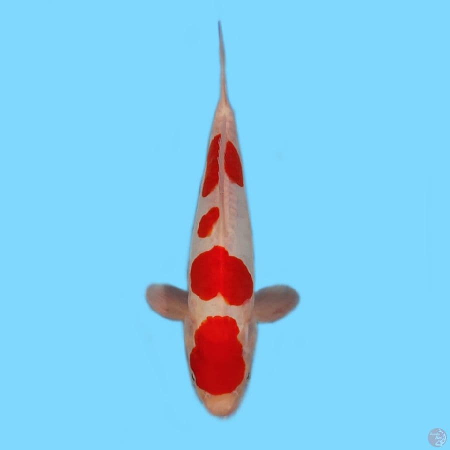 Kohaku doitsu 27cm ORI