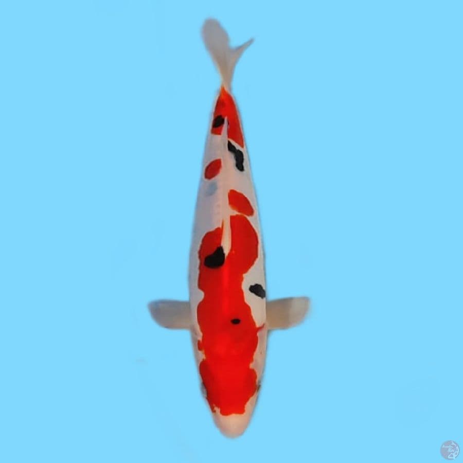 Sanke Doitsu 27cm HQ