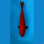 Obral OB Nol Super Deep Red Benigoi Merah Cabe 35bu