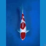 OB Nol Kohaku Super  Deep Red Calon Jumbo 30bu