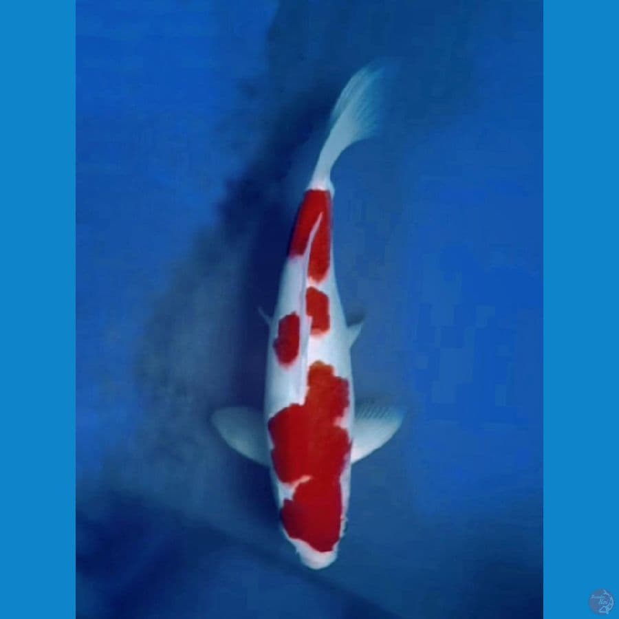 OB Nol Kohaku Bulky Super Strong Red 30bu