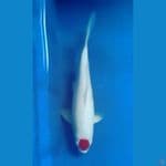 OB Nol Super Tancho Super Red and White 30cm