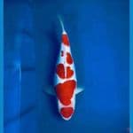 OB Nol Perfect Kohaku 5step Koleksi 35bu