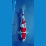 OB Nol Kohaku Calon Grand Champ 35bu