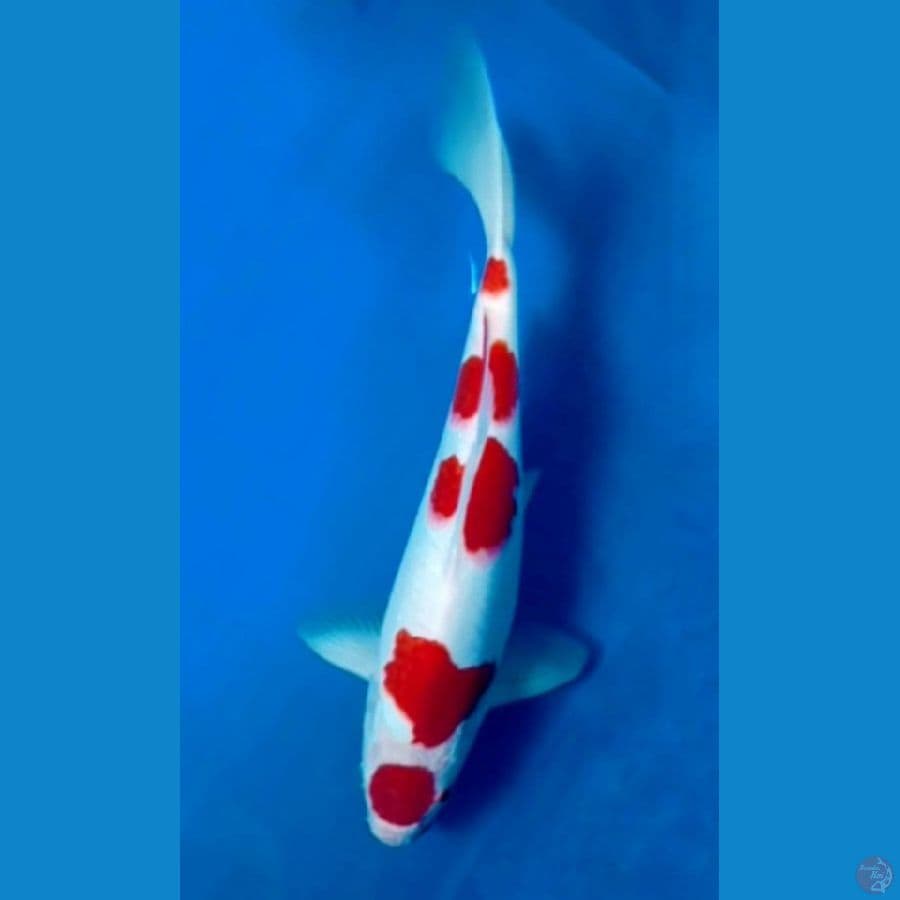 OB Nol Kohaku 5step Deep Red 35bu