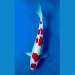OB Nol Kohaku 5step Deep Red 35bu