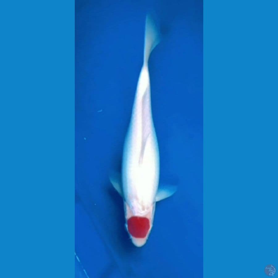 Obral OB Nol Tancho 30bu