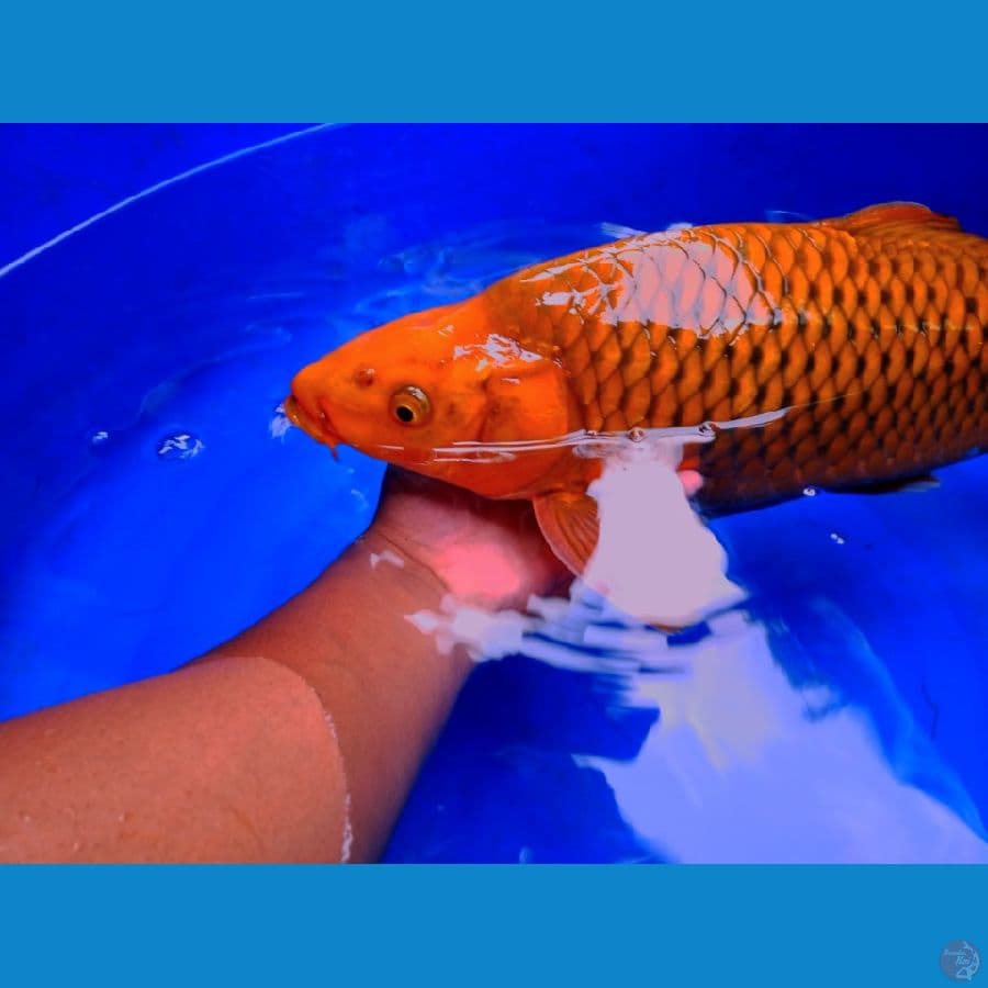 tembaga berpunuk 48cm jantan