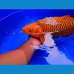 tembaga berpunuk 48cm jantan