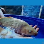 soragoi gindrin jantan 43cm punuk